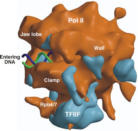 [PDF] Structure and mechanism of the RNA polymerase II transcription ...