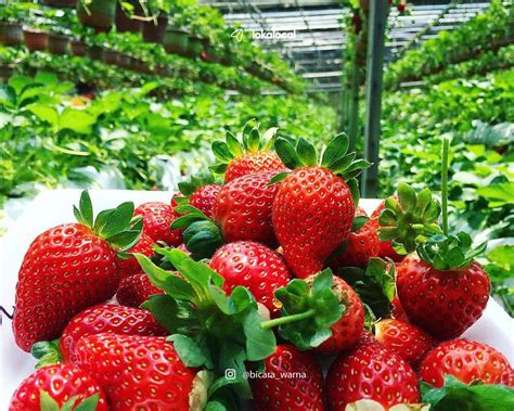 Cameron Highlands: 20 must-do things for first timers | LokaLocal Strawberry Picking, Strawberry ...