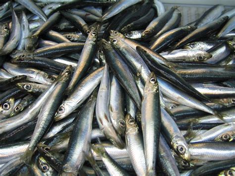 Atlantic Herring - Oceana Canada