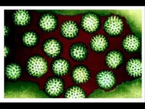 Different types of viruses - YouTube