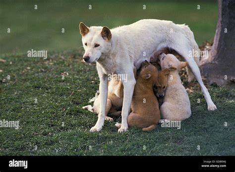 Dingo, canis familiaris dingo, Mother with Puppies suckling, Australia ...