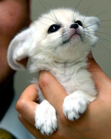 albino fennec fox | precious | Animals beautiful, Animals, Cute baby ...