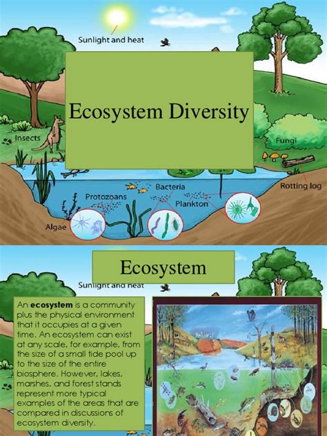 Ecosystem Diversity | Evolution | Mutation