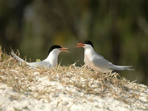 Islet off NE Groote Eylandt Important Bird Area - Alchetron, the free social encyclopedia