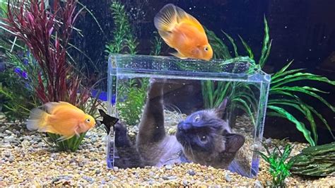 Adorable feline enjoying his own custom cat aquarium goes viral | PetsRadar