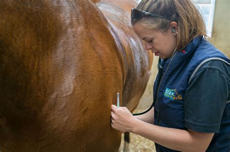 Your Horse's Normal Vital Signs | B&W Equine Ve