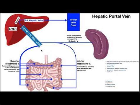 40 hepatic portal vein diagram - Wiring Diagram Info