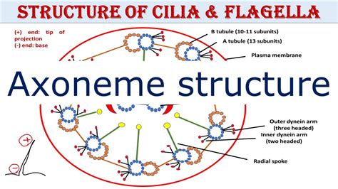 Structure of cilia and flagella | Axoneme structure | UPSC | UG | PG ...