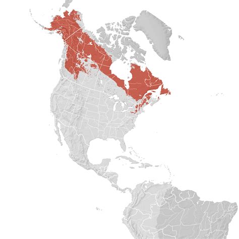 Blackpoll Warbler - Range map: Breeding - eBird Status and Trends