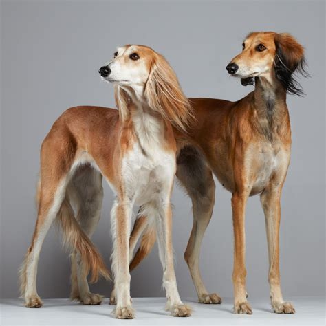 Saluki Dog Info, Temperament, Puppies, Pictures