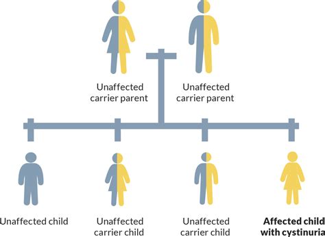 There is a 25% chance that 2 unaffected carrier parents will pass down cystinuria to their ...