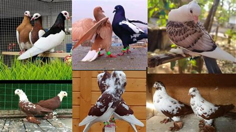 kabutar photo kabootar photo video pigeons ka photo - YouTube