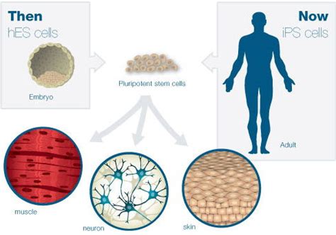 The Stem Cell Debate: Is it Over?