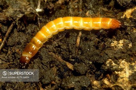 Ground Beetle Larva Carabidae Ithaca Ny Stock Photo | My XXX Hot Girl