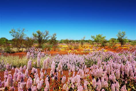 Where the wild things are: WA’s amazing wildflowers - Starts at 60