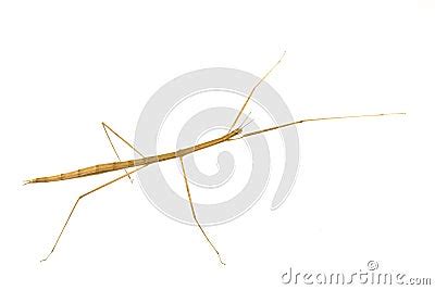 Locusts Species. Royalty-Free Stock Photography | CartoonDealer.com #27349133