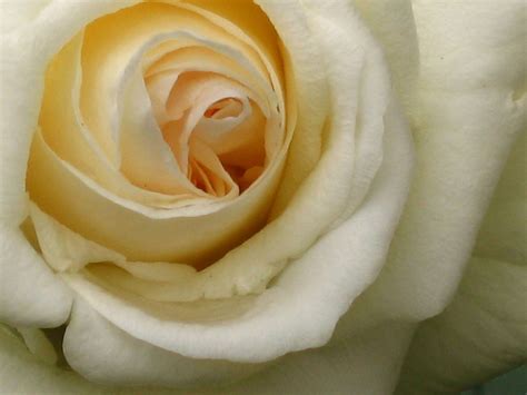 File:Cream rose.jpg - Wikimedia Commons