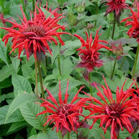 Monarda didyma 'Jacob Cline' has large, showy red flower bracts on tall narrow plants. Also ...