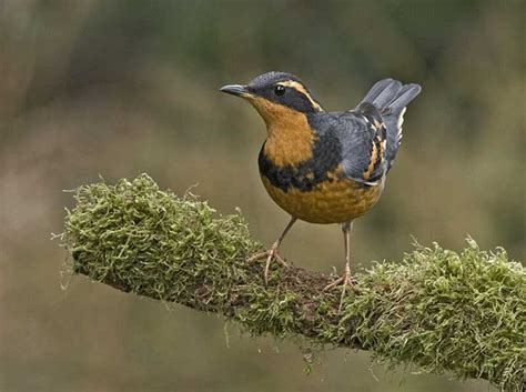 Varied Thrush - ID, Facts, Diet, Habit & More | Birdzilla