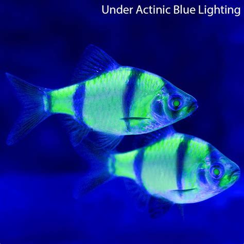 83 best GloFish images on Pinterest