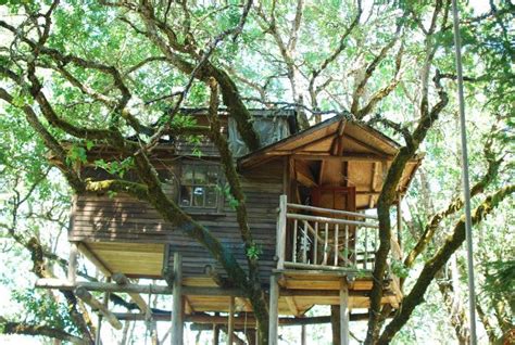 Fun Things to Do in Oregon | Day Trip & Vacation Ideas 2023 | Tree house, Building a treehouse ...