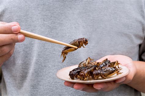 Crunching the numbers: assessing Hungary's reluctance towards entomophagy