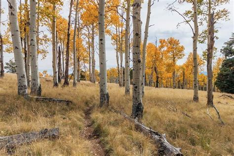 30 Best Flagstaff Hikes: Explore the Arizona High Country