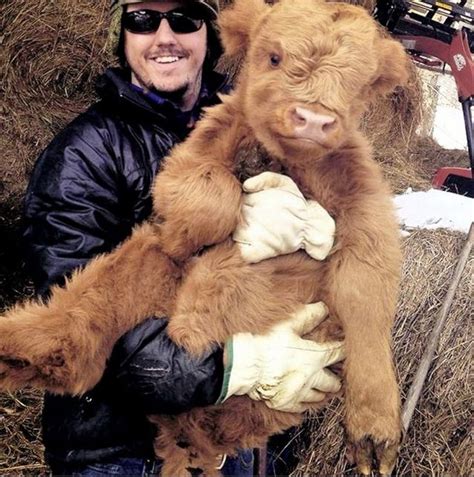 Coo cuddling: US farmers' pictures of pampered Highland cows are an online hit | Cute baby cow ...