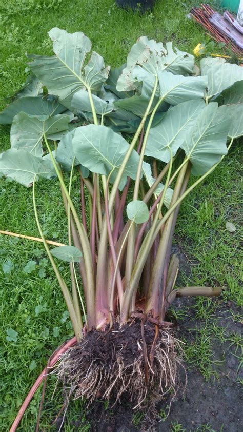 People, Plants, Landscapes: Harvesting Taro - 'cheeky' or not?