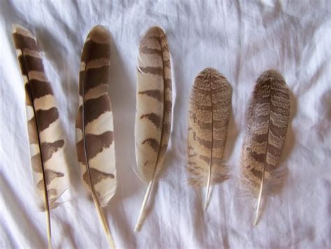 barred owl feather | Some feather ID's - Texas - BirdForum. Been finding thee by the pond | Owl ...