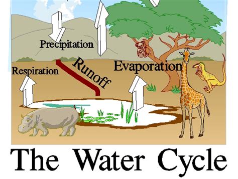 Respiration Water Cycle