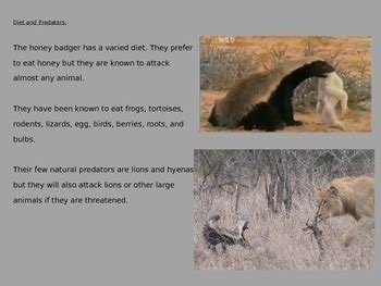 Honey Badger - Power Point Information Pictures Facts History by KLS Reading