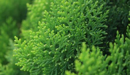 Arborvitae: Tips to grow, care