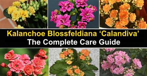 Calandiva Plant - Caring for Kalanchoe Blossfeldiana ‘Calandiva’