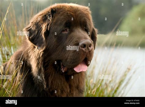 Brown Newfoundland dog Stock Photo - Alamy