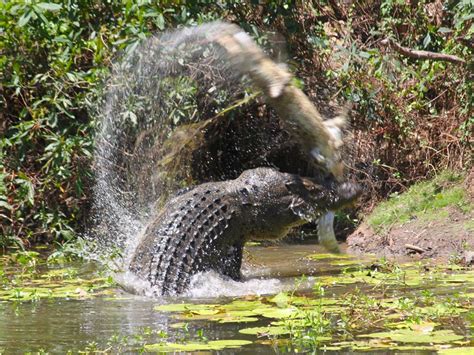 Crocodile launches neighbour into the air – and then eats him