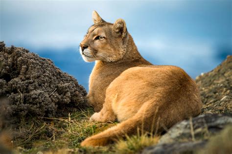 Patagonia Puma Tracking Tour | Wildlife of Torres del Paine