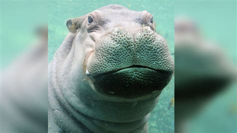 Zoo Tweets Video of Adorable Hippo Enjoying the Water – NBC 5 Dallas-Fort Worth