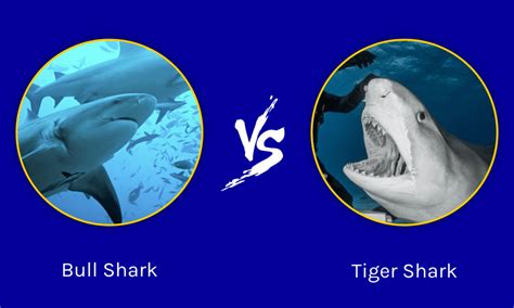Bull Shark vs Tiger Shark: What Are The Differences? - IMP WORLD