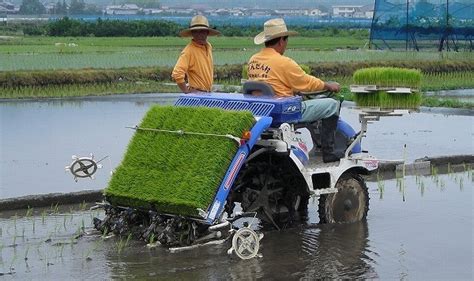 Rice Farming Information Guide | Asia Farming