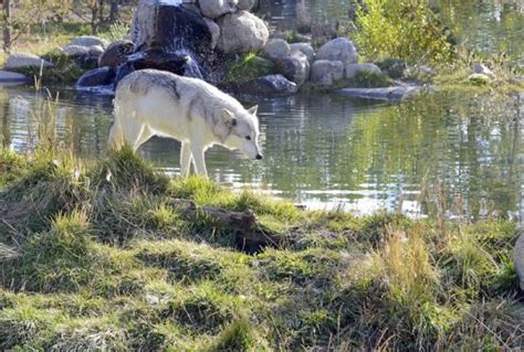 Wolves in National Parks - Parkcation