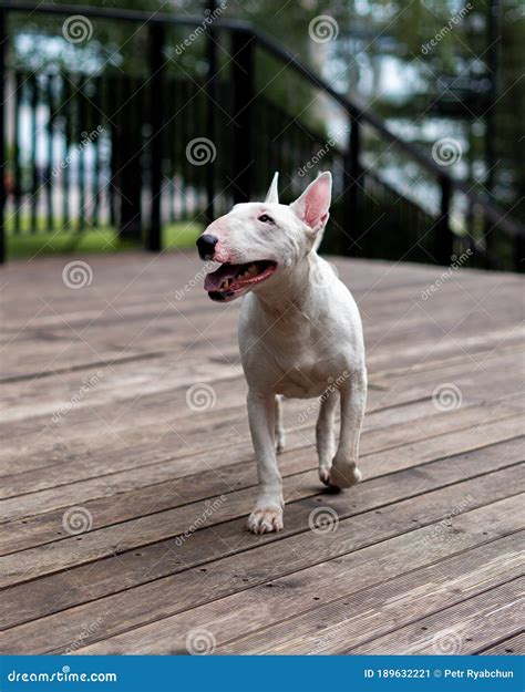 English Bull Terrier a Fighting Dog Stock Image - Image of active, english: 189632221