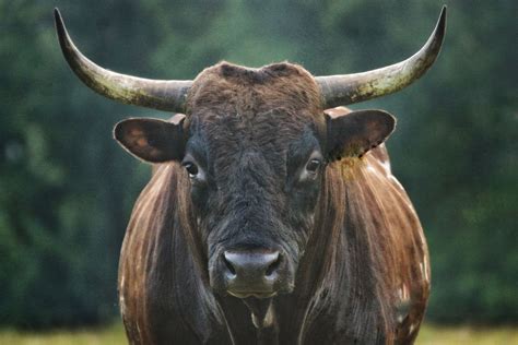 Pineywoods Cattle - An Endangered Farm Animal | Bonfire