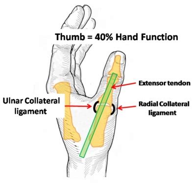 2. Skiers Thumb Anatomy