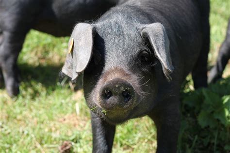 Large Black Pigs – Stream Farm