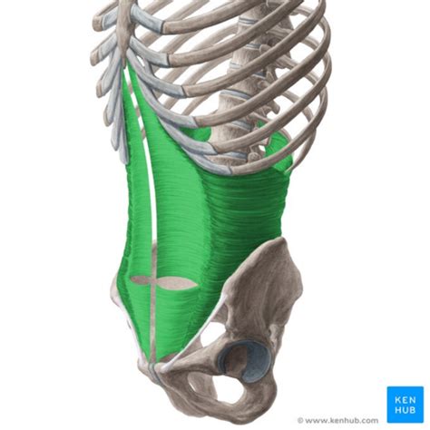 Rectus Abdominis Origin And Insertion