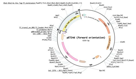 Team:Queens Canada/Expression-Plasmid - 2020.igem.org