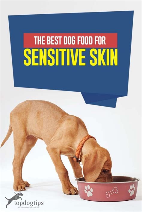 The Best Dog Food for Sensitive Skin (2020 Review and Buying Guide)