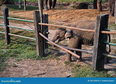 Baby Elephant Trying To Escape through the Fence Stock Photo - Image of tourism, asia: 262150610