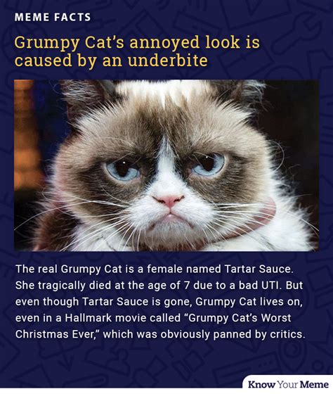 Meme Facts | Grumpy Cat | Know Your Meme